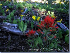 2009-05-21 #0066 - Paintbrush on Mt Jumbo