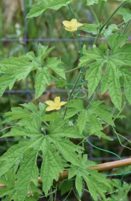 Consider the climate before planting bitter gourd in the kitchen garden