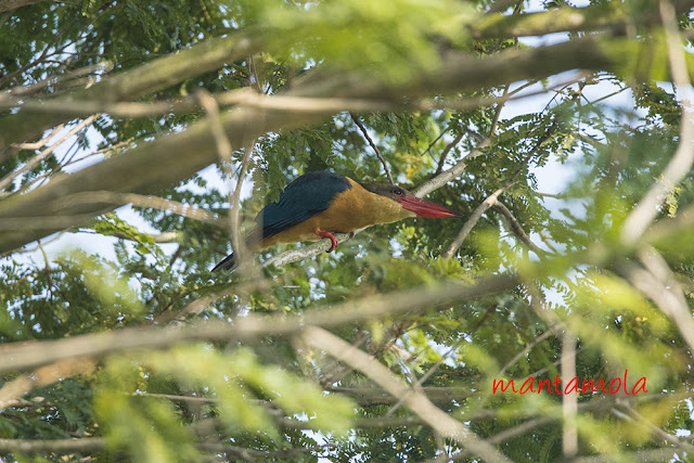 stork-billed kingfisher