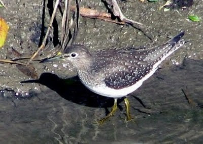 Homeland of Birds in Bharatpur