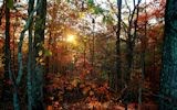 Arboles y Bosques en Otoño