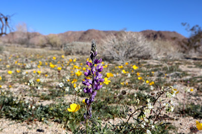 Desert Lupine