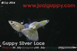 Jual Guppy Silver Lace,  Harga Guppy Silver Lace,  Toko Guppy Silver Lace,  Diskon Guppy Silver Lace,  Beli Guppy Silver Lace,  Review Guppy Silver Lace,  Promo Guppy Silver Lace,  Spesifikasi Guppy Silver Lace,  Guppy Silver Lace Murah,  Guppy Silver Lace Asli,  Guppy Silver Lace Original,  Guppy Silver Lace Jakarta,  Jenis Guppy Silver Lace,  Budidaya Guppy Silver Lace,  Peternak Guppy Silver Lace,  Cara Merawat Guppy Silver Lace,  Tips Merawat Guppy Silver Lace,  Bagaimana cara merawat Guppy Silver Lace,  Bagaimana mengobati Guppy Silver Lace,  Ciri-Ciri Hamil Guppy Silver Lace,  Kandang Guppy Silver Lace,  Ternak Guppy Silver Lace,  Makanan Guppy Silver Lace,  Guppy Silver Lace Termahal,  Adopsi Guppy Silver Lace,  Jual Cepat Guppy Silver Lace,  Kreatif Guppy Silver Lace,  Desain Guppy Silver Lace,  Order Guppy Silver Lace,  Kado Guppy Silver Lace,  Cara Buat Guppy Silver Lace,  Pesan Guppy Silver Lace,  Wisuda Guppy Silver Lace,  Ultah Guppy Silver Lace,  Nikah Guppy Silver Lace,  Wedding Guppy Silver Lace,  Flanel Guppy Silver Lace,  Special Guppy Silver Lace,  Suprise Guppy Silver Lace,  Anniversary Guppy Silver Lace,  Moment Guppy Silver Lace,  Istimewa  Guppy Silver Lace,  Kasih Sayang  Guppy Silver Lace,  Valentine  Guppy Silver Lace,  Tersayang Guppy Silver Lace,  Unik Guppy Silver Lace, 