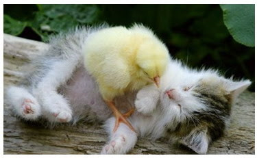 Funny Animal Pictures - Animal In Love - Chick and cat sleep together