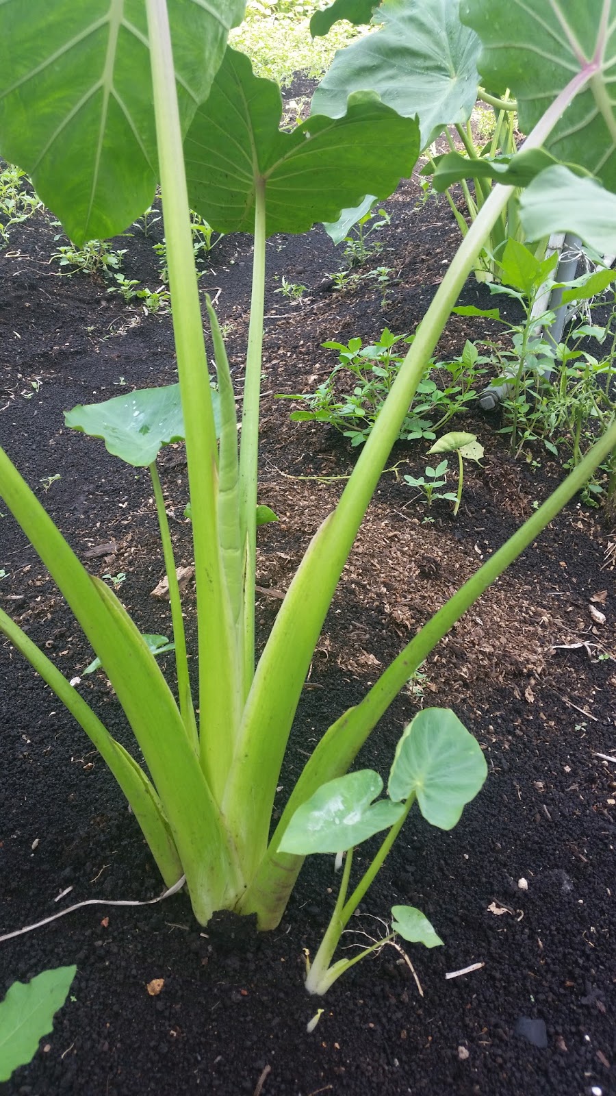 Warisan Petani: Pokok Keladi Putih