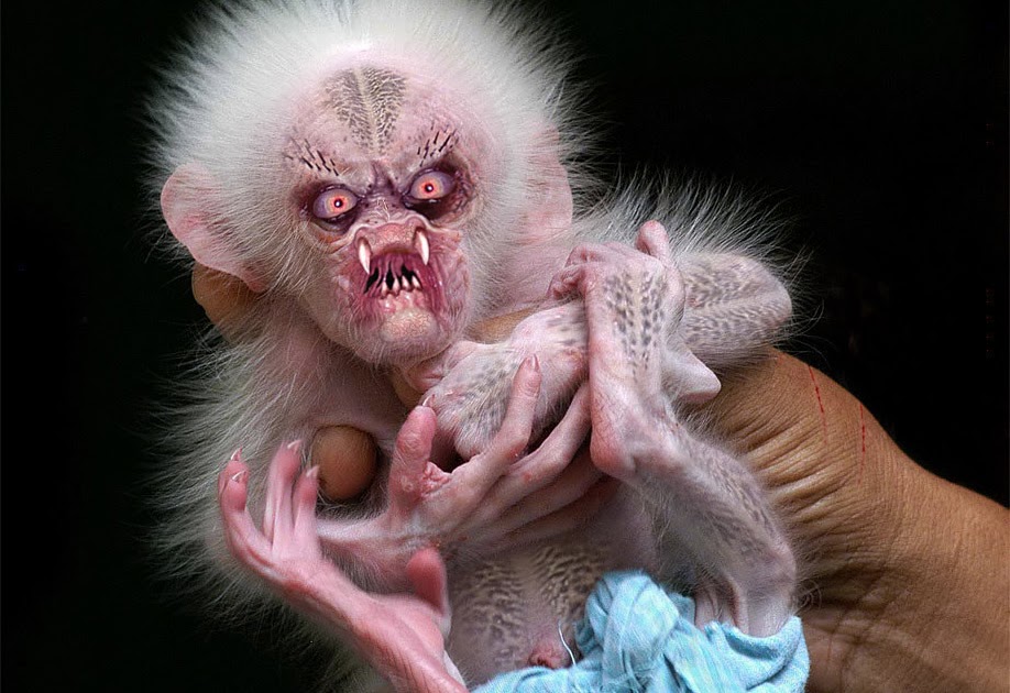 The ozplasmic Critter Emporium Cute  Baby  Monkey 