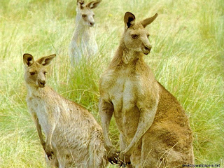 Kangaroo Wallpaper