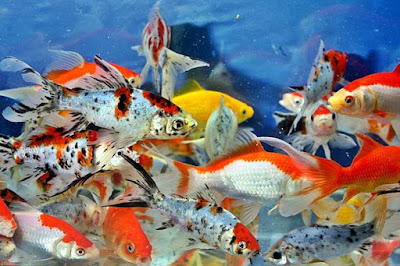 Peluang Bisnis Usaha Ikan Hias dengan Analisa Lengkap Peluang Bisnis Usaha Ikan Hias dengan Analisa Lengkap
