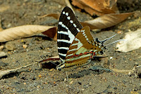 Graphium nomius