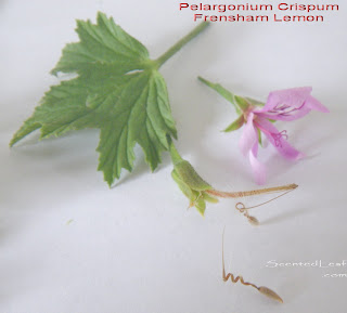 Pelargonium crispum: Frensham Lemon variety