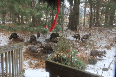 a flock of "Christmas" turkeys