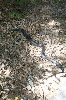 Black Snake on leaves