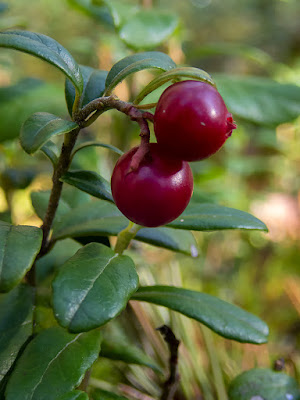 Брусника обыкновенная / Брусника (Vaccinium vitis-idaea)