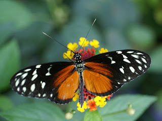 Heliconius hecale