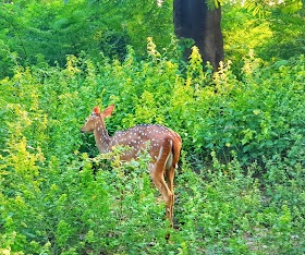 Deer in Nature