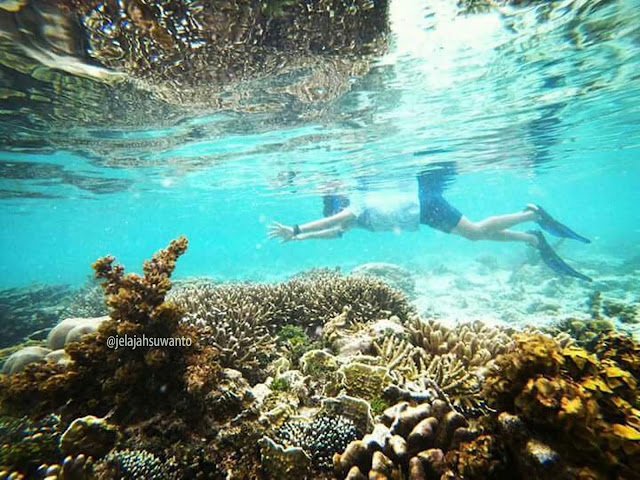 Snorkeling di perairan dangkal di muka Batu Lima Homestay Raja Ampat ⒸJelajahsuwanto