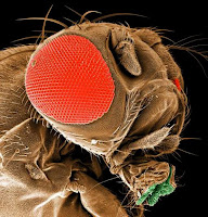 mosca da fruta (fruit fly)