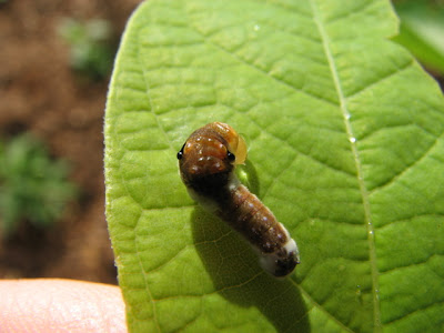 Spicebush Swallowtail caterpillar, fourth instar