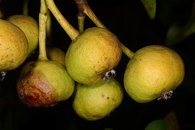 Груша сирийская (Pyrus syriaca)