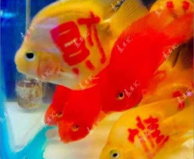 Gambar Tatto on Baru Di China  Ikan Emas Bertatto  Golden Fish With Tatto  11 Gambar