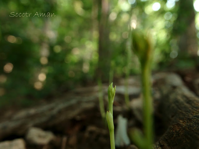 Cymbidium nipponicum