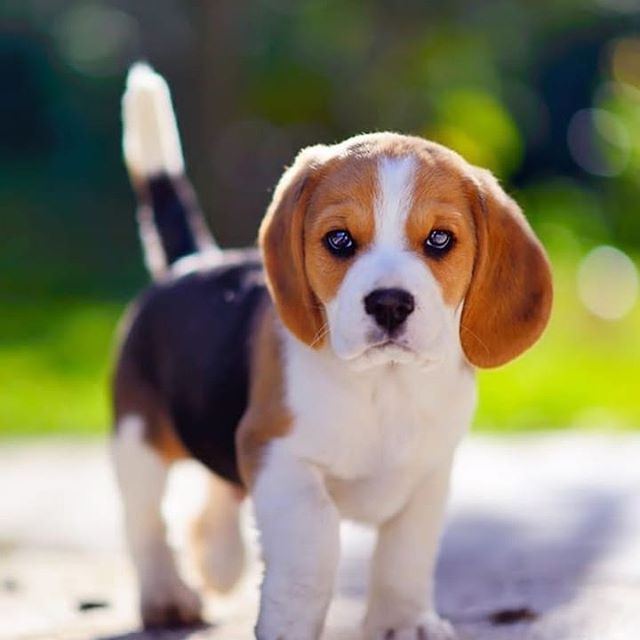 cute puppy