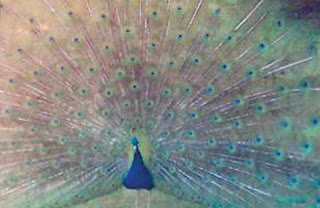 PEAFOWL