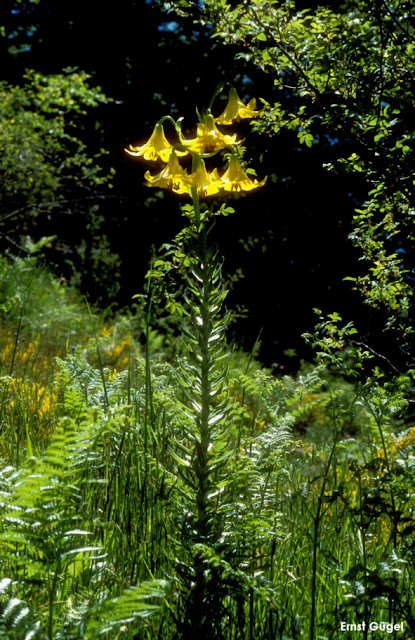 Лилия родопская (Lilium rhodopeum)
