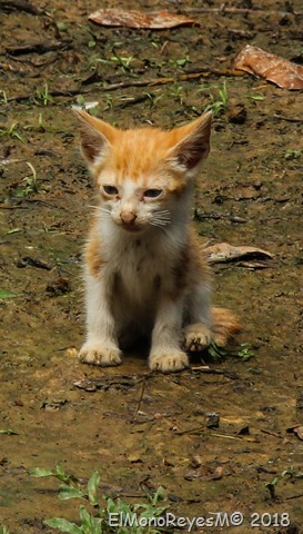 Gatito selvatico Iquitos