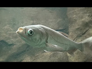 Hypophthalmichthys molitrix - silver carp