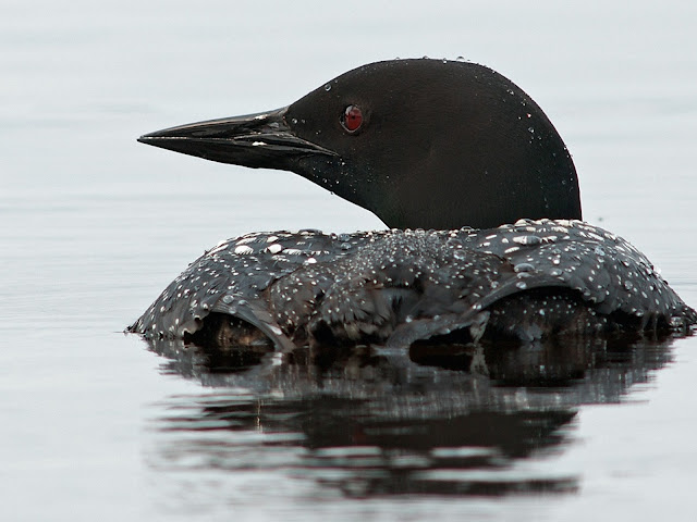 Single Black Bird Swimming Wallpaper