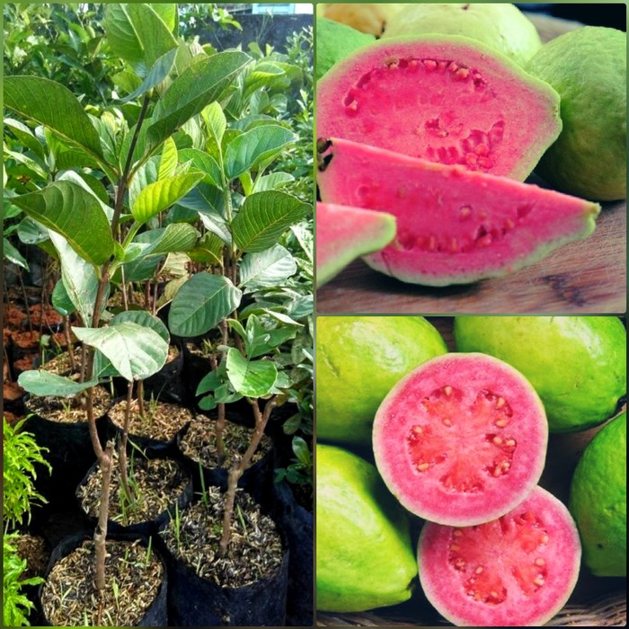 Bibit Jambu Merah Nusa Penida