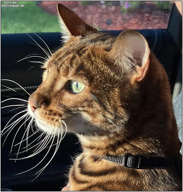 toyger cat