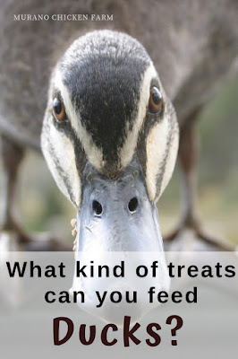 Treats for ducks.