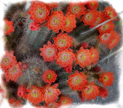 orange cactus flowers