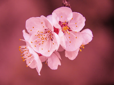 Cherry Blossom Quiz with Answers 100% Score  Quiz Riddle Quiz