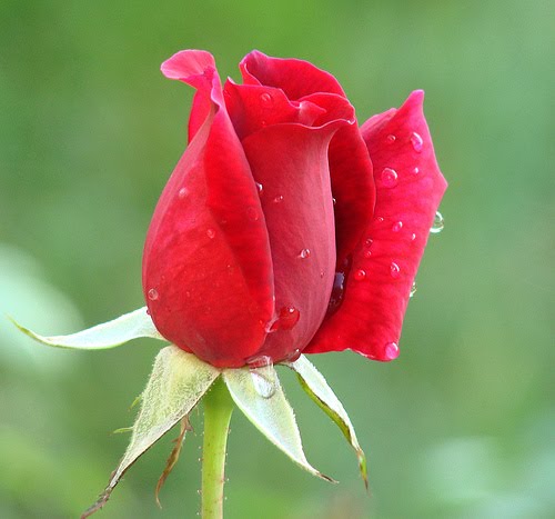  Sekuntum Mawar Merah  Fathel s Blog