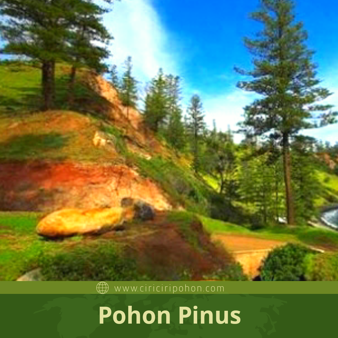 Mengenal Pohon  Pinus  dalam Mitologi Dunia Ciriciripohon com
