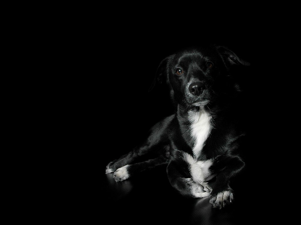 Dog White with Black Background