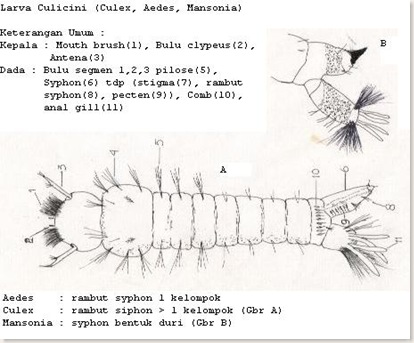 larva culicini