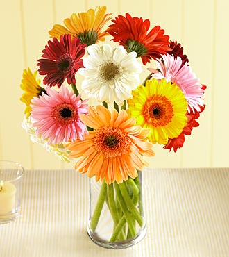 what I wanted as my wedding flowers Gerber Daisies