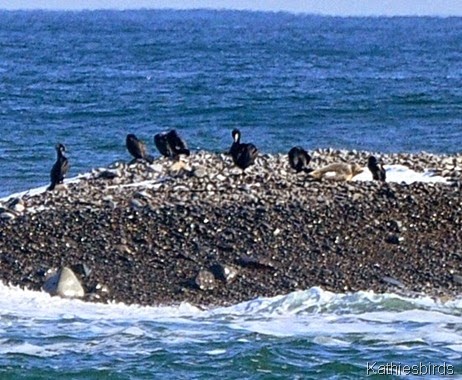 6. great cormorants-kab