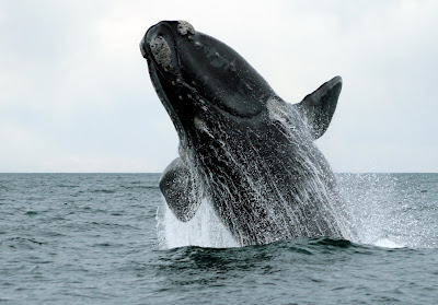 ballena franca austral