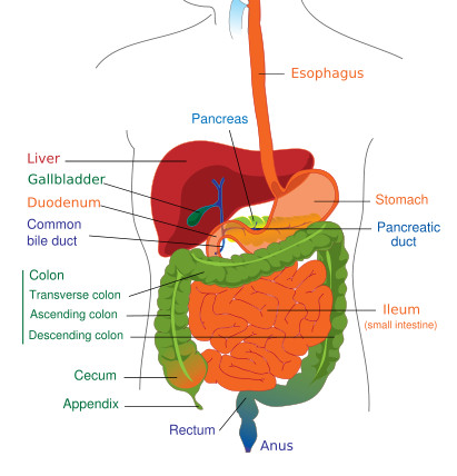digestive system diagram and functions. the digestive system diagram