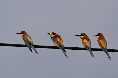 Bijefretter - Bijeneter - Merops apiaster