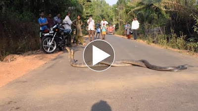 King Cobra Snake Blocked The Road
