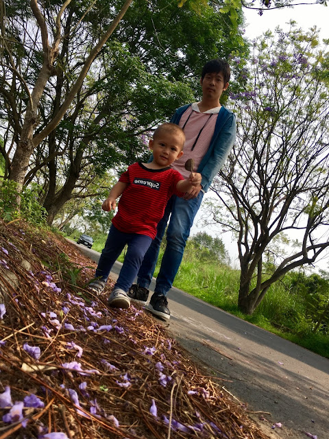 Jacaranda trees tunnel in Chiayi, Taiwan