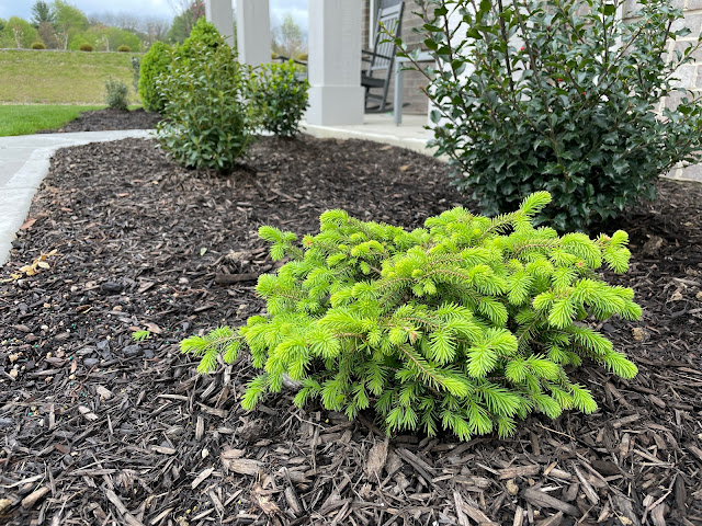 Bird's Nest Spruce