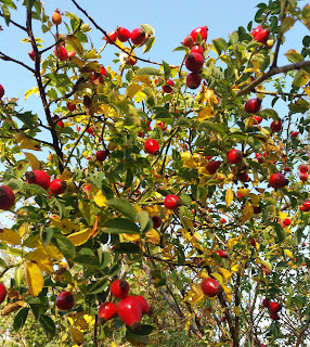 rosa canina