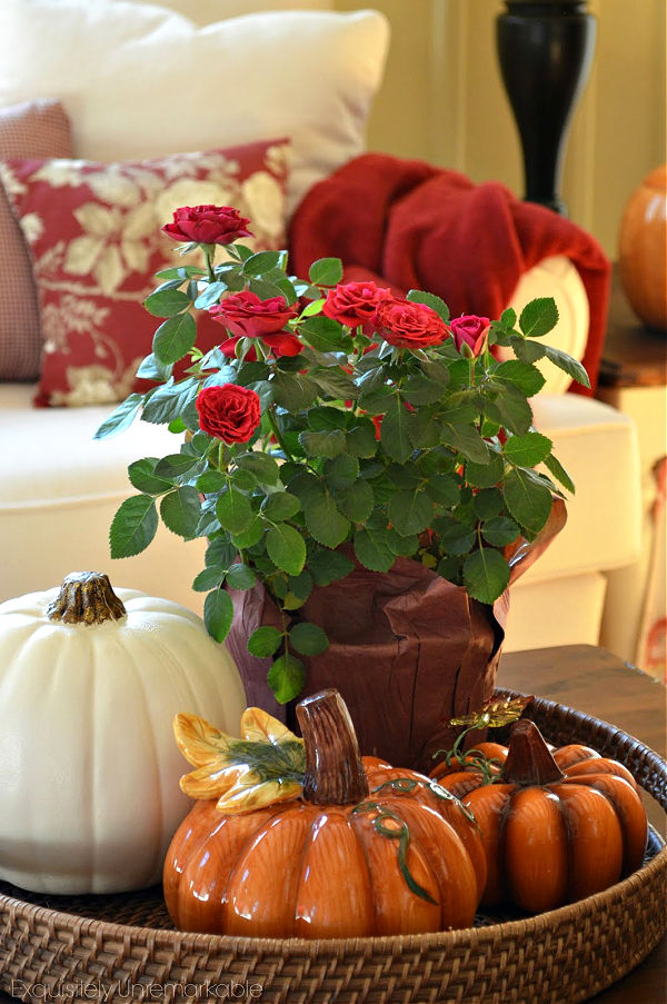 Pumpkins and Roses For Fall Decorating